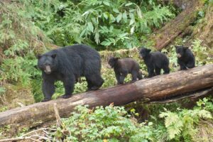 BC Adventure Company Bear Viewing Tour