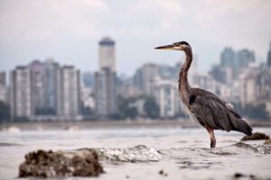 BC Adventure Company Bird Watching Tour