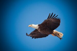 Canadian Outback Rafting Eagle Viewing Floats