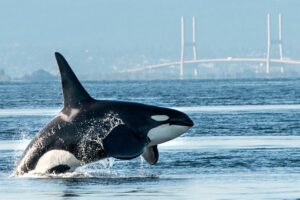 Whale Watching